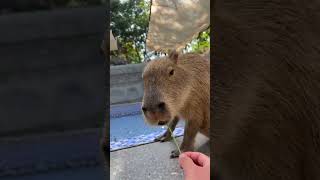 capybara animals edit cute funny animal [upl. by Kaiulani]