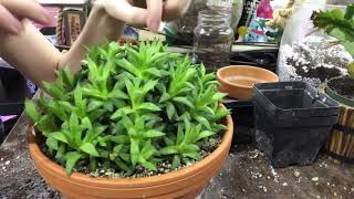 Repotting Large Haworthia Retusa Cluster [upl. by Dorcea]