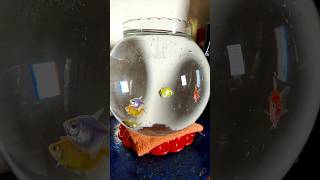 Big Size Of Bowl  turtle fish shorts pets [upl. by Idnem]