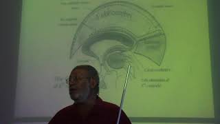 Neuroanatomy 92  Third ventricle part 1   by Dr Wahdan [upl. by Butta]