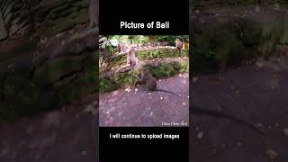 BALI UBUD HD shorts bali ubud hd 3419 [upl. by Anev]