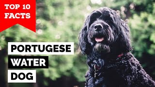 Portuguese Water Dog  Top 10 Facts [upl. by Atiuqal524]