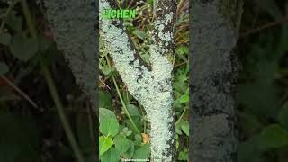 Lichen lichen plantscience4u [upl. by Aimee]