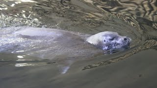 Phoque Barbu amp Phoques Annelé  Bearded Seal amp Ringed Seals  Oceanopolis Brest [upl. by Vickie]