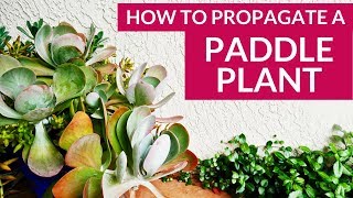 Paddle Plant Flapjacks Plant Propagation How To Prune amp Take Cuttings  Joy Us Garden [upl. by Faus]