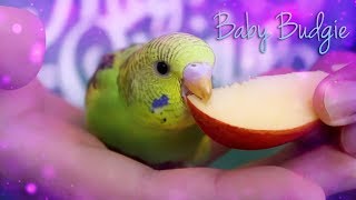 Hand Feeding Budgie Babies  Breeding Budgies vlog [upl. by Notniuqal]