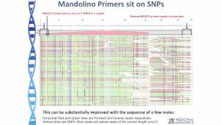 Cannabis Genomics and Sex Determination ICRS 2015 [upl. by Molly748]