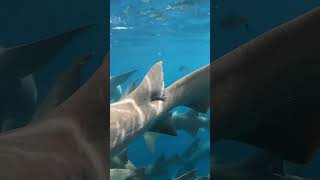 Shark Bite Alert Just Wait for It🐬🦈🤿🌊shorts youtubeshorts shortsfeed shortvideo viralvideo [upl. by Briney]