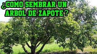 ¿Cómo sembrar un árbol de Zapote Casimiroa edulis Cultivo del zapote [upl. by Niatsirhc63]