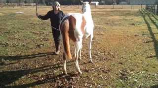 Equine Ataxia Need diagnosis part 1 [upl. by Rodgers]