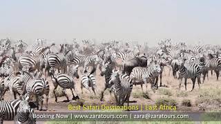 Serengeti wildebeest migration Zebra Herd [upl. by Deaner]