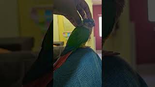 Yellow sided conure songs [upl. by Maidel693]