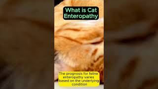 What is cat enteropathy [upl. by Duomham]