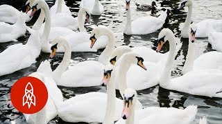 Why Swans in England Get the Royal Treatment [upl. by Muriah]