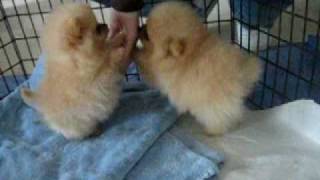 8 week old Pomeranian puppies [upl. by Laflam395]