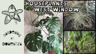 Houseplants for a West Facing Window  Swiss Cheese Jade amp Airplant  Quick amp Easy Guide [upl. by Romano]