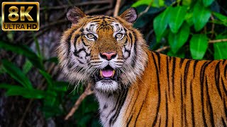 Wildlife Forest Life 8K ULTRA HD  Amazing Animal Facts With Relaxing Sounds [upl. by Adlesirg]