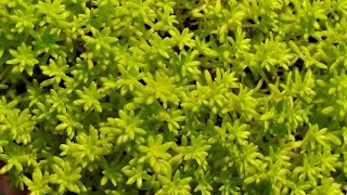 how to grow plant amp care for SEDUM JAPONICUM  Tokyo sun  lime yellow sedum  plant [upl. by Anitsrhc940]