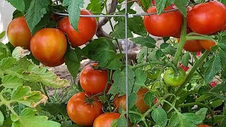 con 3 fertilizantes para jitomates tendrás tus plantas produciendo como locas muchos jitomates [upl. by Hagi]