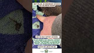 Meet Willow an underweight hedgehog for winter  Hornbeam Wood Hedgehog Sanctuary charity hedgehog [upl. by Jimmy]