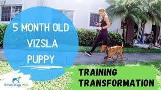 5 Month old Vizsla Puppy Training Transformation [upl. by Eedia]