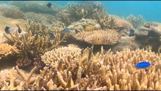 Dumbell Reef  Whitsundays [upl. by Pepito934]