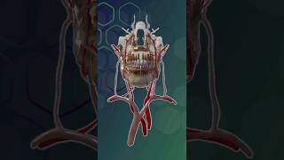 Vascular and Neural Supply of Orofacial Anatomy [upl. by Ettenig793]