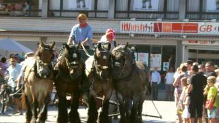 cortege of 80 Belgian draft horses [upl. by Yggam642]