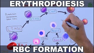 Erythropoiesis  RBCs Formation Process [upl. by Nawk145]