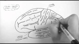 Brain Anatomy 1  Gross Cortical Anatomy Lateral Surface [upl. by Eirual819]