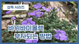 바위바이올렛 삽목해서 부자되세요♡ [upl. by Florina]