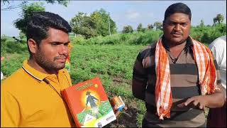 Indofil alecto and kubico on chilli crop telugu farmer rythubaata [upl. by Relyat]