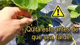 Consejos para Cultivar Fresas Importancia de Cortar las Flores en Etapas Tempranas 🍓🍓 [upl. by Notnilc891]