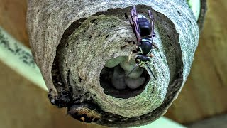 HORNET VS SPIDER Bald Faced Hornets Nest Build Time Lapse Yellow Jackets Nest [upl. by Silber695]