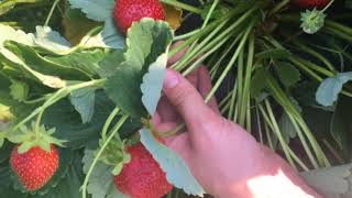 Fresh market strawberry variety trials Day neutral selections [upl. by Dael]