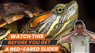 6 Things to Know BEFORE You Get a Red Eared Slider Turtle [upl. by Atiuqcaj465]