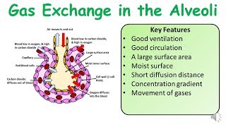 A Level amp GCSE Biology Alveoli Gas Exchange amp Practice Exam Question [upl. by Reinertson940]