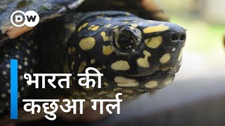 20 हजार कछुओं को बचा चुकी हैं यह भारतीय महिला Turtle conservation attempts in India [upl. by Rior745]