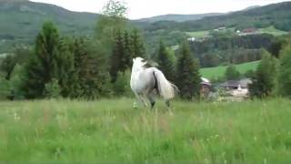 Pretty white horses running like an angel [upl. by Ardnat]