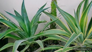 Agave plant  How to grow amp care permanent plant Agave [upl. by Attaymik968]