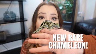 Meet My NEW Chameleon  Cage Tour and Unboxing [upl. by Ettenotna417]