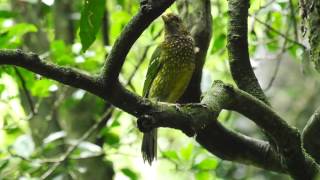 Green Catbird Call birds birdsounds [upl. by Aurlie483]