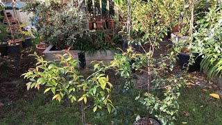 Lilly Pilly  Syzygium Smithii  and Magenta Cherry  Syzygium Paniculatum  November updates [upl. by Atekihs]