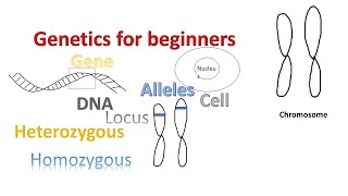 Genetics for beginners  Genes Alleles Loci on Chromosomes [upl. by Nikal]