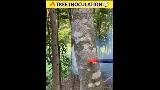 🔥Tree Inoculation🤯shorts viral [upl. by Puklich]