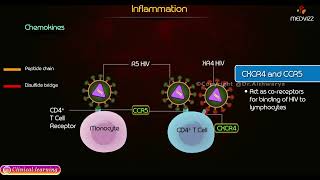 Chemokines Types and Function  Inflammation Pathology [upl. by Juno]