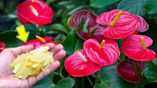 1 Thin Slice Per Plant New Roots Grow A Lot And Anthurium Blooms Out Of Control [upl. by Nim]