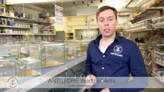 ANTSTORE  Beratung für Einsteiger in die Ameisenhaltung [upl. by Aihsetan]