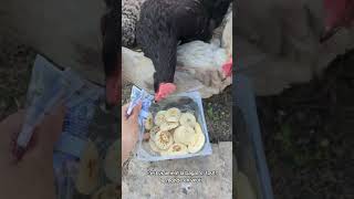 Des blinis 💖 poussin chicken cute [upl. by Eleonore]