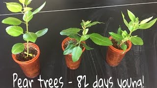 How To Grow Pear Trees From Seed Day 82 [upl. by Sally]